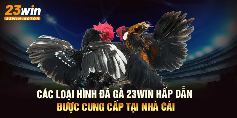 Các loại hình đá gà 23WIN hấp dẫn được cung cấp tại nhà cái